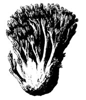 MSHRM11.LBM