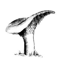 MSHRM09.LBM