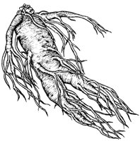 GINSENG1.LBM