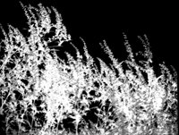 FLDWEEDS.LBM