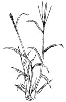 FIELD.LBM
