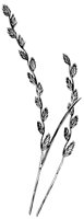 BARLEY1.LBM