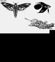 MOTH1.LBM