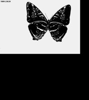 MOTH.LBM
