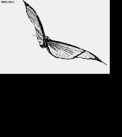 MORPHO.LBM