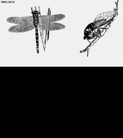 DRAGONFLY.LBM