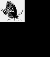 BUTTRFL5.LBM