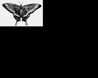 BUTTRFL3.LBM