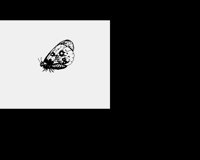 BUTTRFL2.LBM