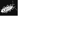 BUG4.LBM