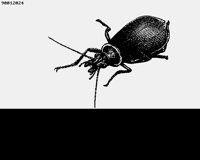 BUG3.LBM