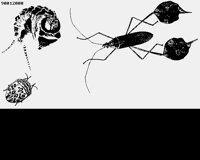 BUG1.LBM