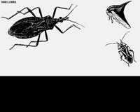 BEETLES1.LBM