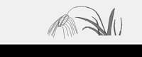 WHEAT.LBM