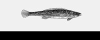 FISH.LBM