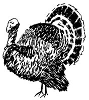 TURKEY6.LBM