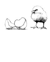 12CHICK.LBM