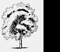 TREE3.LBM