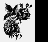 ROSES.LBM