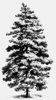 PINETREE.LBM