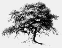 OAK_TREE.LBM