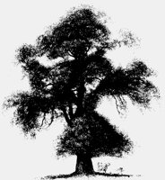 MNT_ELM.LBM