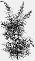 JUNIPER.LBM