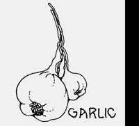 GARLIC.LBM