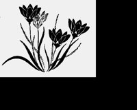 FLOWER9.LBM