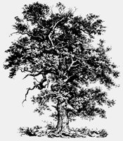 BRK_OAK.LBM
