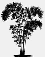 BAMBOO.LBM