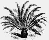 BABYPALM.LBM