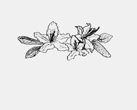 AZALEA.LBM