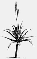 ALOEVERA.LBM