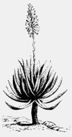 ALOE.LBM