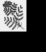 ACACIA.LBM