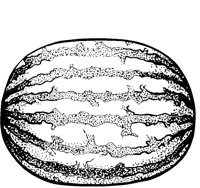 WTRMELN1.LBM