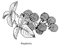 RASPBER.LBM