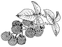 RASBER1.LBM