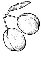 PLUMS.LBM