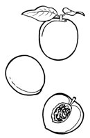 PLUM1.LBM