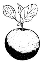 PLUM.LBM
