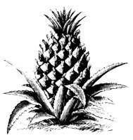 PINEAPLE.LBM
