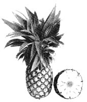 PINAPLE4.LBM