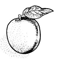 PEACH.LBM