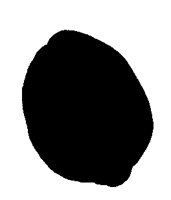 LEMON4.LBM