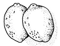 LEMON3.LBM
