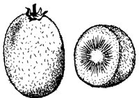 KIWI3.LBM