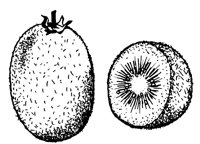 KIWI.LBM