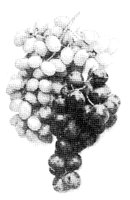 GRAPE1.LBM